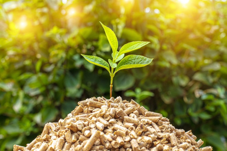 ¿Qué es la biomasa? Ventajas y desventajas de este tipo de energía